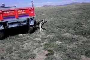 Aksaray`da Kuduz Paniği