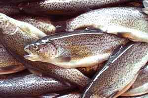 Alabalık üretimi 2014`te azalacak