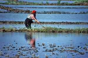 Çeltik Üreticilerinin Zorlu Mücadelesi Başladı