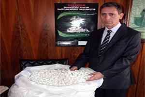 İpek Böceklerini Kırağı Vurdu