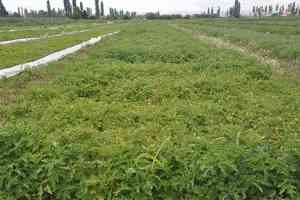 Nisan Yağmuru Mayısta Yağınca Fideler Çöp Oldu