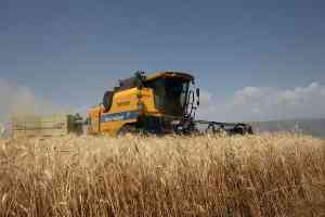 Antalya`nın Sahil Kesiminde Buğday Biçimi Dekar Başı 14 Liradan Yapılacak