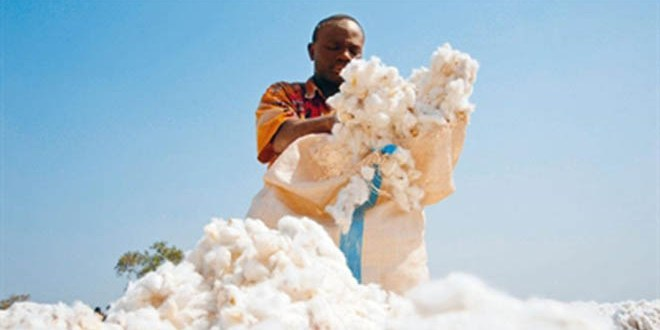 Afrika Pamukta Çağ Atlamaya Hazırlanıyor