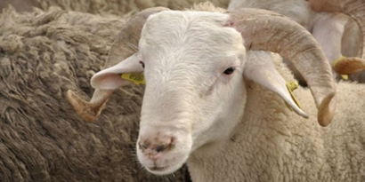 Ağrı`dan Batı`ya 153 Bin Kurbanlık Gönderildi