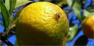 Akdeniz Meyve Sineğiyle Mücadele Başladı