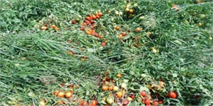 Amasya`da Dolu, Tarım Arazilerine Zarar Verdi