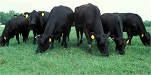 Anguslar Bandırma Limanına Geldi