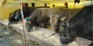 Ankara`da Kurban Sıkıntısı Yok