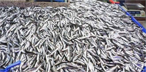 Av Yasağı Kalktı Balık Fiyatları Düştü