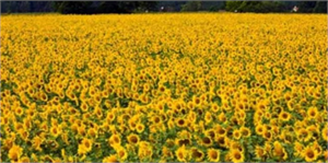 Ayçiçeği İçin Destek Beklentisi