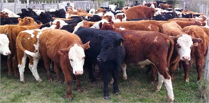 Bakanlık, Besilik Dana İthalatına İzin Verdi