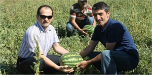 Bayburt`ta Kavun, Karpuz Hasadı Yüz Güldürüyor