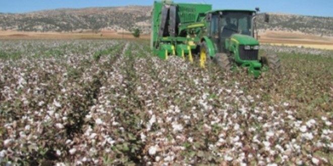 Beyaz Altın`ın Hasadına Başlandı