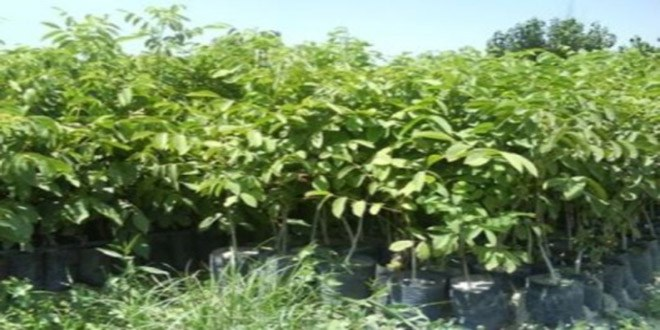 Bilecik`te Ceviz Fidanı Dağıtımı