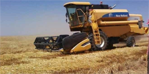 Çarşamba`da Soya ve Çeltik Hasadı Başladı