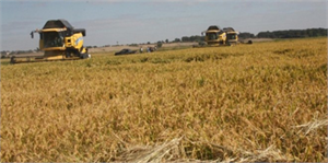 Edirne`de Çeltik Hasadı Başladı