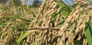 Çeltikte Yüksek Rekolte Beklentisi