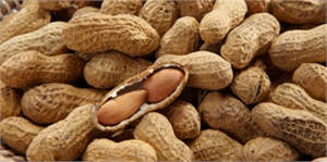 Ceyhan`da Fıstık Hasadı Başladı