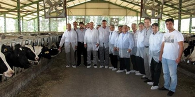 Ceyhan`da Şap Aşılama Kampanyası Başladı