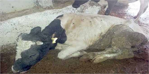 Kahramanmaraş`taki `Çiçek Hastalığı` Karantinası