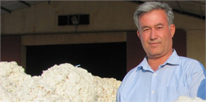 Çukobirlik Araban Şubesi, Pamuk Alımına Başladı