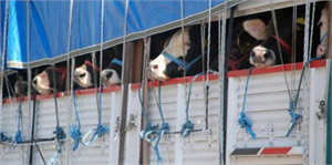 Doğu`dan kurbanlık sevkıyatı hızlandı