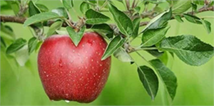 Elma üreticisinin umudu `Rusya pazarı`