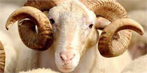 Et Fiyatları Kurbanlık Satışını Olumsuz Etkiliyor