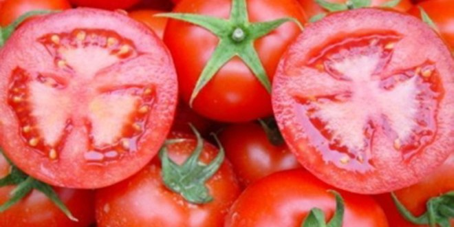 Domatexpo Fuarına Doğru