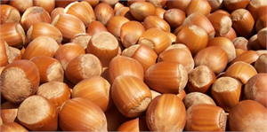 Fındık `altın` yılını yaşıyor