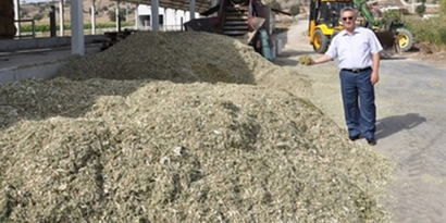 Gediz Ovasında Silajlık Mısır Hasadı Başladı