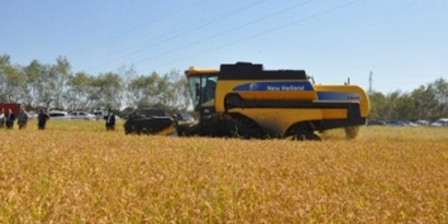 Hanönü`nde Çeltik Hasadı Başladı