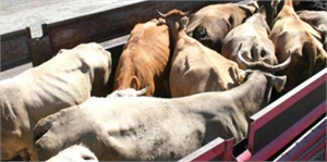 Hınıs`ta Kurban Bayramı Hazırlıkları