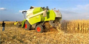 İslahiye`de Mısır Hasadı Başladı