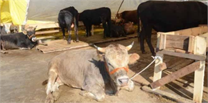 İstanbul`da Kurbanlıklar Satışa Hazır