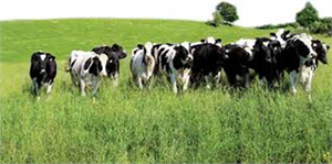 İthalat hayvancılık sektörünü kurtarır mı?