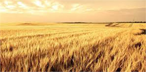 Kütahya`da Buğday Kalitesi Artıyor