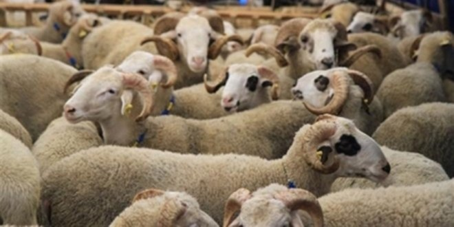 Kars`tan Günde 2 Bin Kurbanlık Sevkiyatı