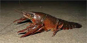 Türkiye`nin En Büyük Kerevit Kuluçkahanesinde Sona Yaklaşılıyor