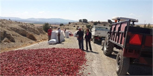 Kilis`te Biber Üretimi