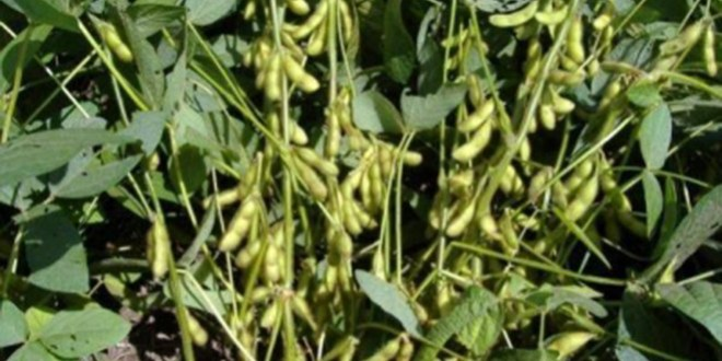 Hububat ve Baklagil Fark Ödemesi İçin Başvuru Hatırlatması