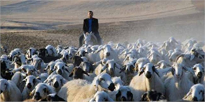 Kırmızı Et Üreticileri de Sertifikalı Çoban İstiyor