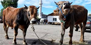 Kurbanlıkların 111 Bini Afyonkarahisar`dan