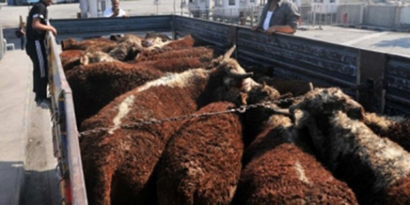 Kurbanlıklarda `Çözüm Süreci` Bereketi