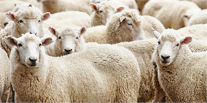 Kurbanlıklarda fiyat şoku yaşanıyor