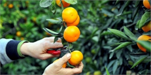 Mandalina Dalında Satıldı