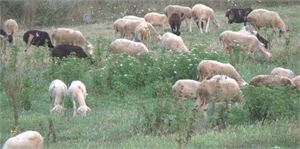 Kırklareli`ndeki `Mavi Dil Hastalığı` Karantinası