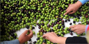 Mersin`de İlk Zeytin Hasadı Yapıldı