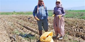 Aydın`da mısır hasadı başladı