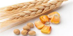 Mısır, Buğday ve Soyanın Yemlik Kullanımı Artacak